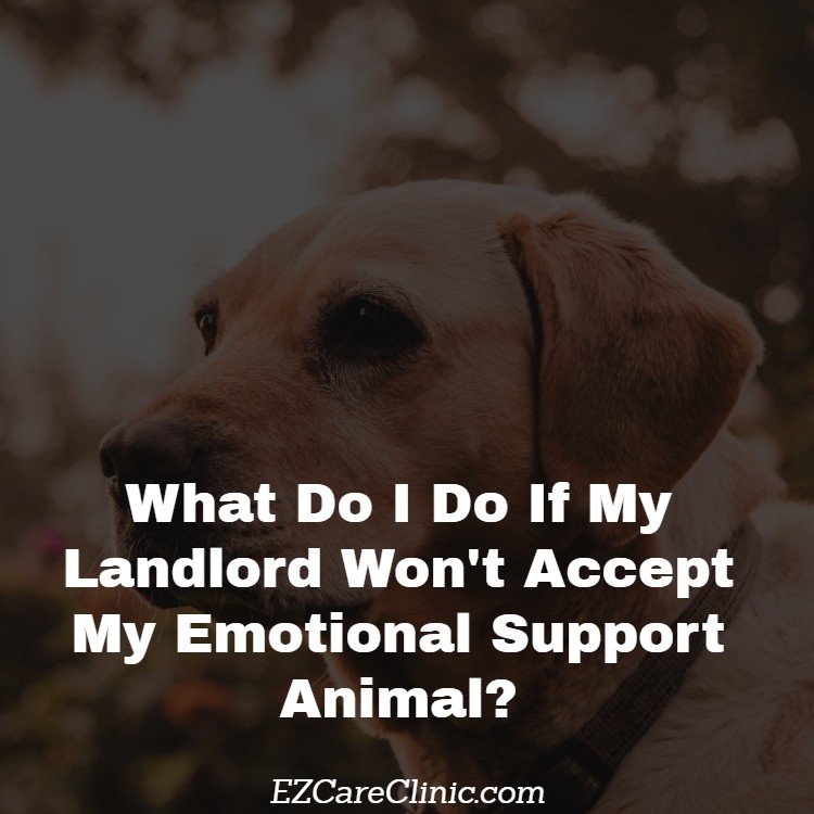 are landlords required to allow emotional support dogs