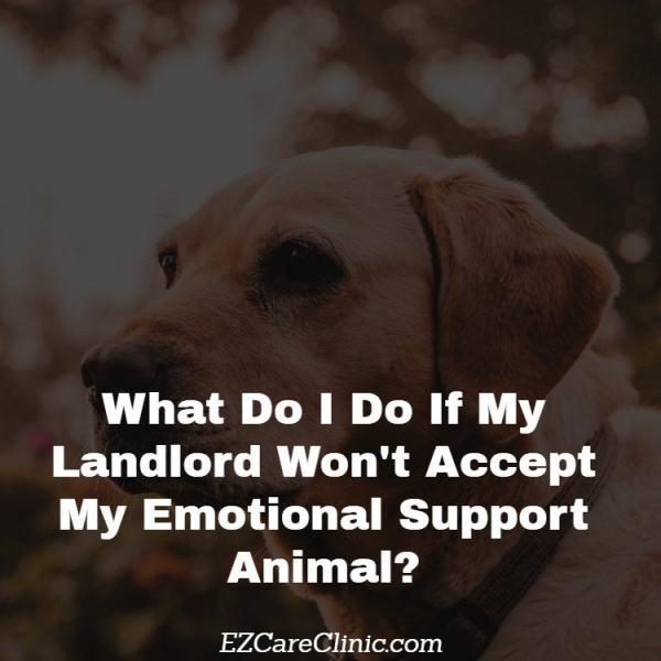 Move to a New House with My Emotional Support Animal ESA Housing