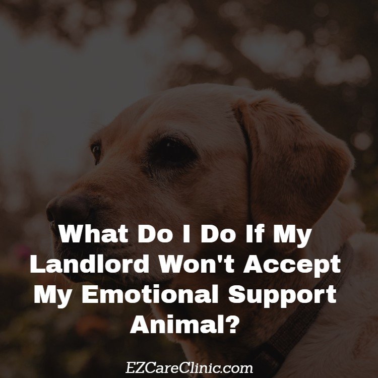 What Do I Do If My Landlord Won't Accept My Emotional Support Animal_ - First Image