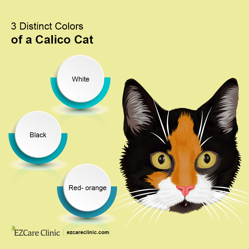 What is a Calico Cat? ESA cat - Ezcare Medical Clinic