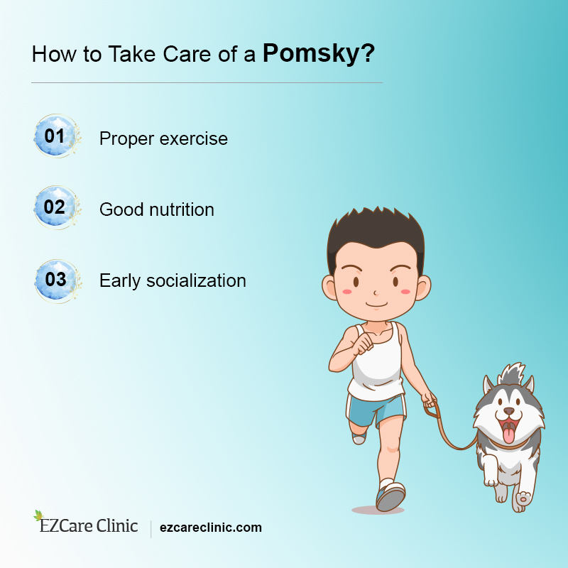 What is a Pomsky? Is Pomsky a good ESA dog? EzCare Medical Clinic