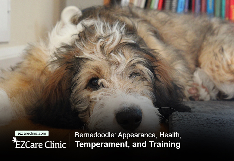 Bernedoodle Appearance, Health, Temperament, and Training