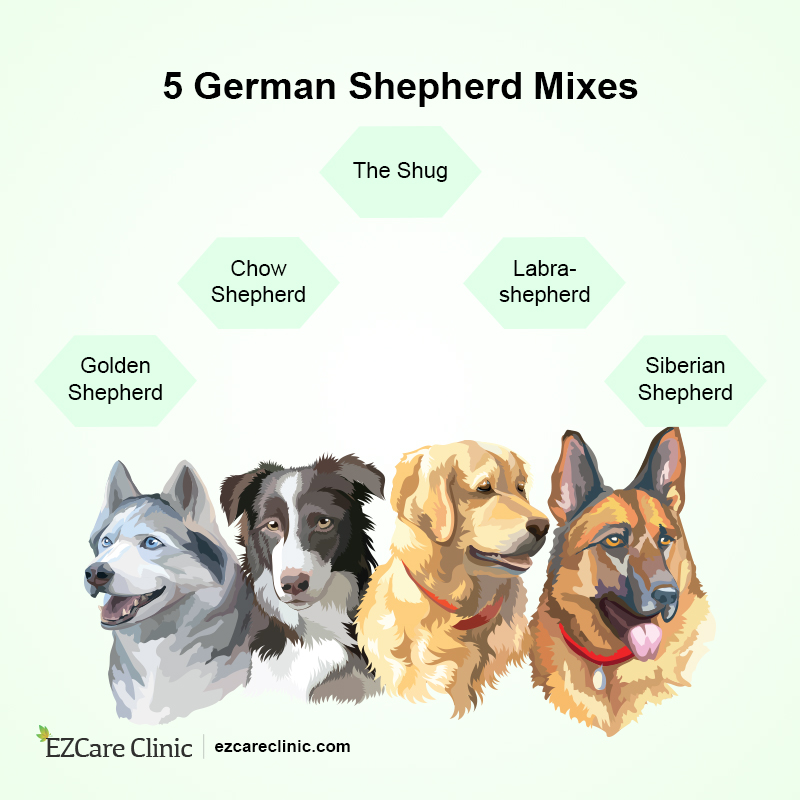 are australian shepherds good emotional support dogs