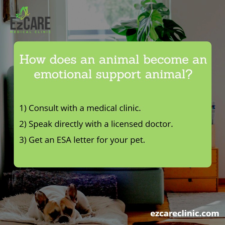 How does an animal become an emotional support animal?