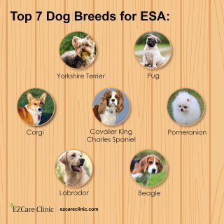 Top dog breeds for ESA