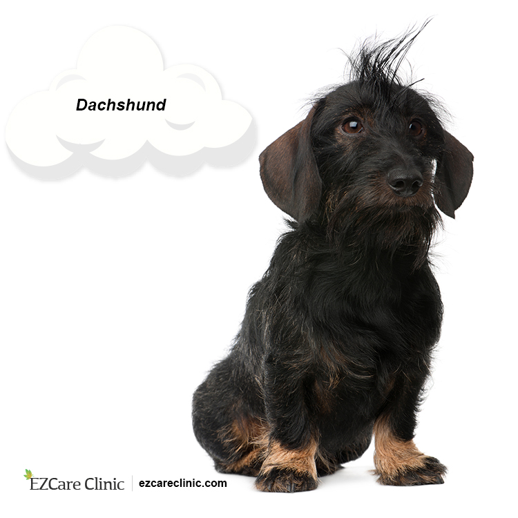 Dachshund Emotional Support Animal 