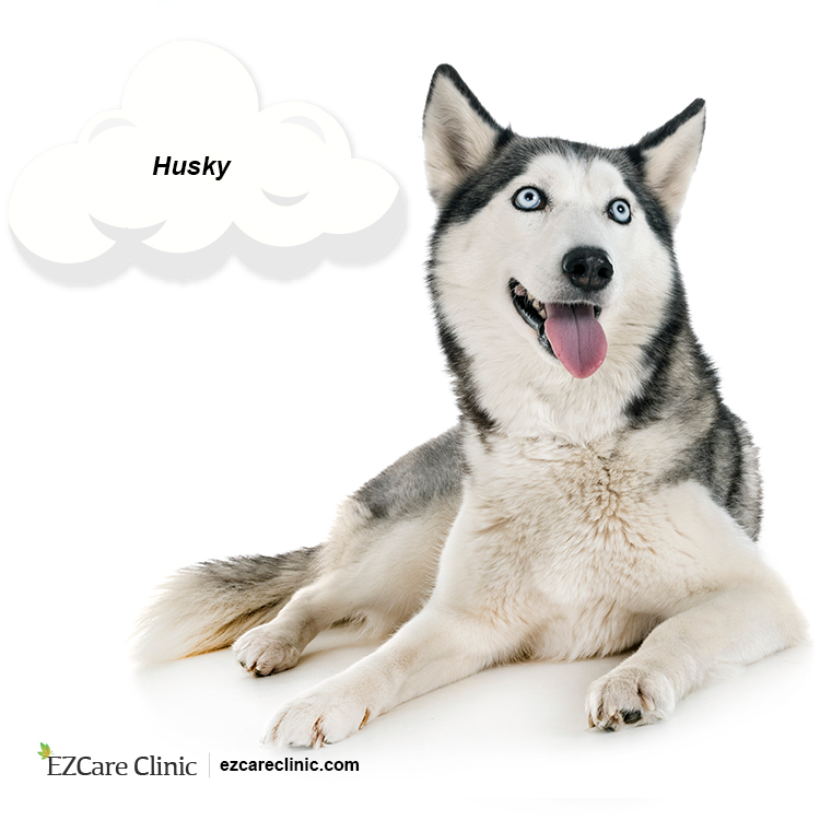 are huskies good for emotional support