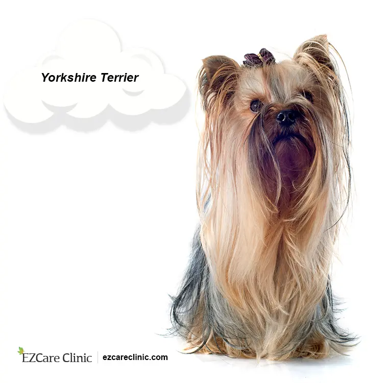 are yorkies good emotional support dogs