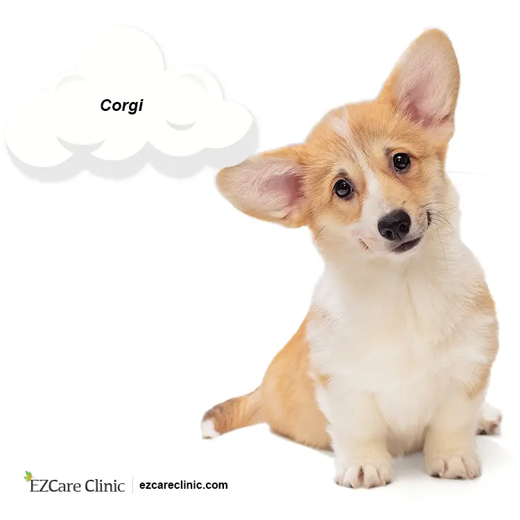 are corgis good emotional support pets