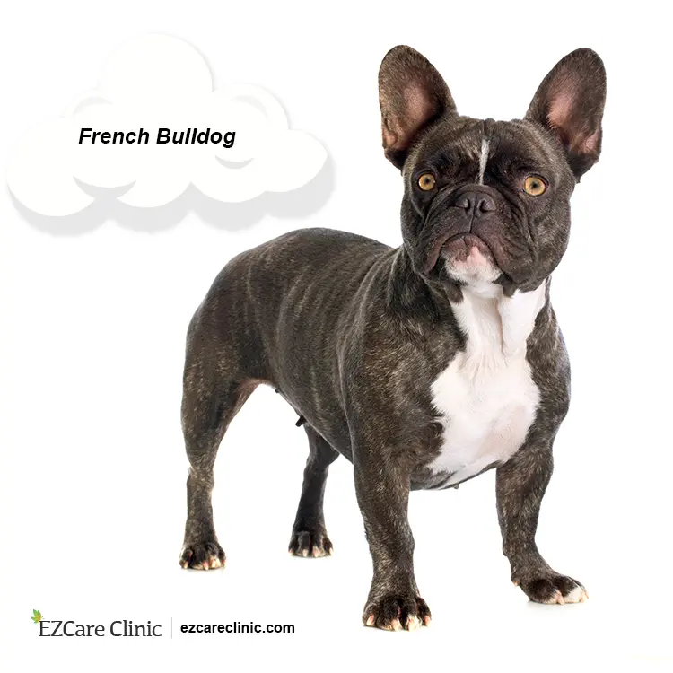 Are Bulldogs Good Emotional Support Dogs