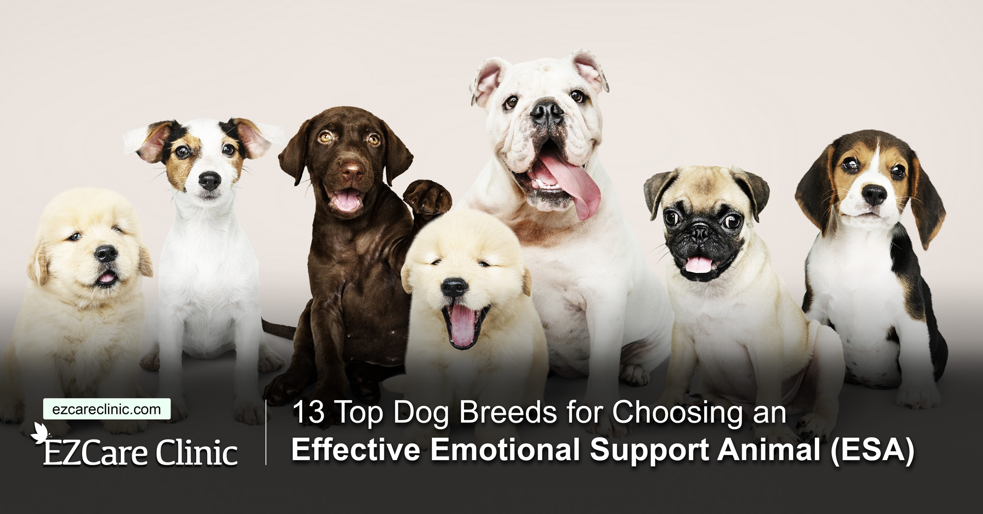 13 Top Dog Breeds for an Effective ESA - EZCare Clinic