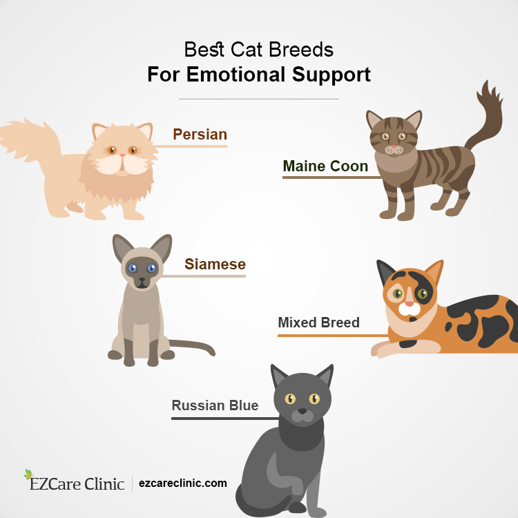 5 Best Cat Breeds for Emotional Support EZCare Clinic