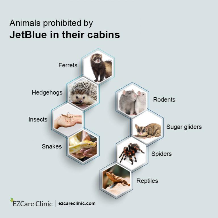 A Complete Guide to JetBlue Pet Policy EZCare Clinic