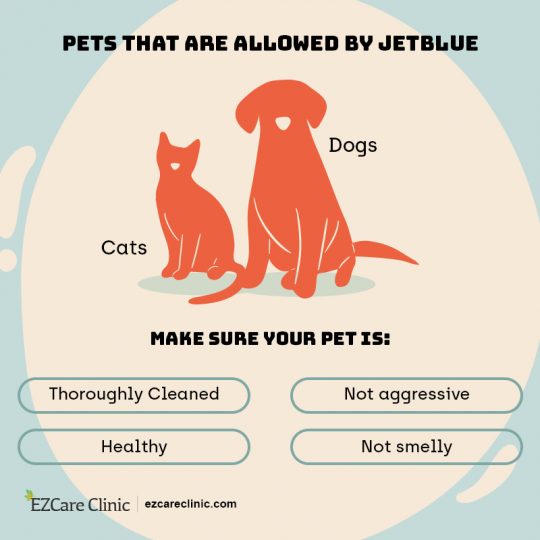 A Complete Guide to JetBlue Pet Policy - EZCare Clinic