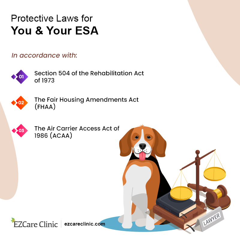 How to Effectively Choose an Emotional Support Animal