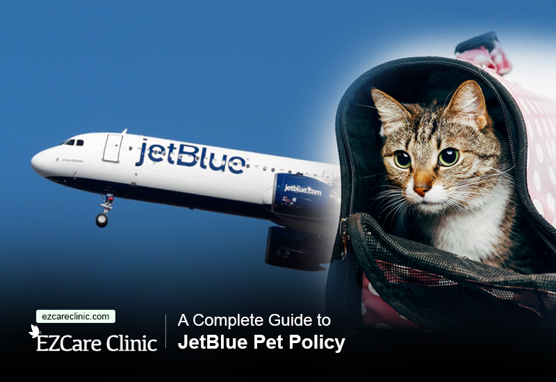 A Complete Guide to JetBlue Pet Policy - EZCare Clinic